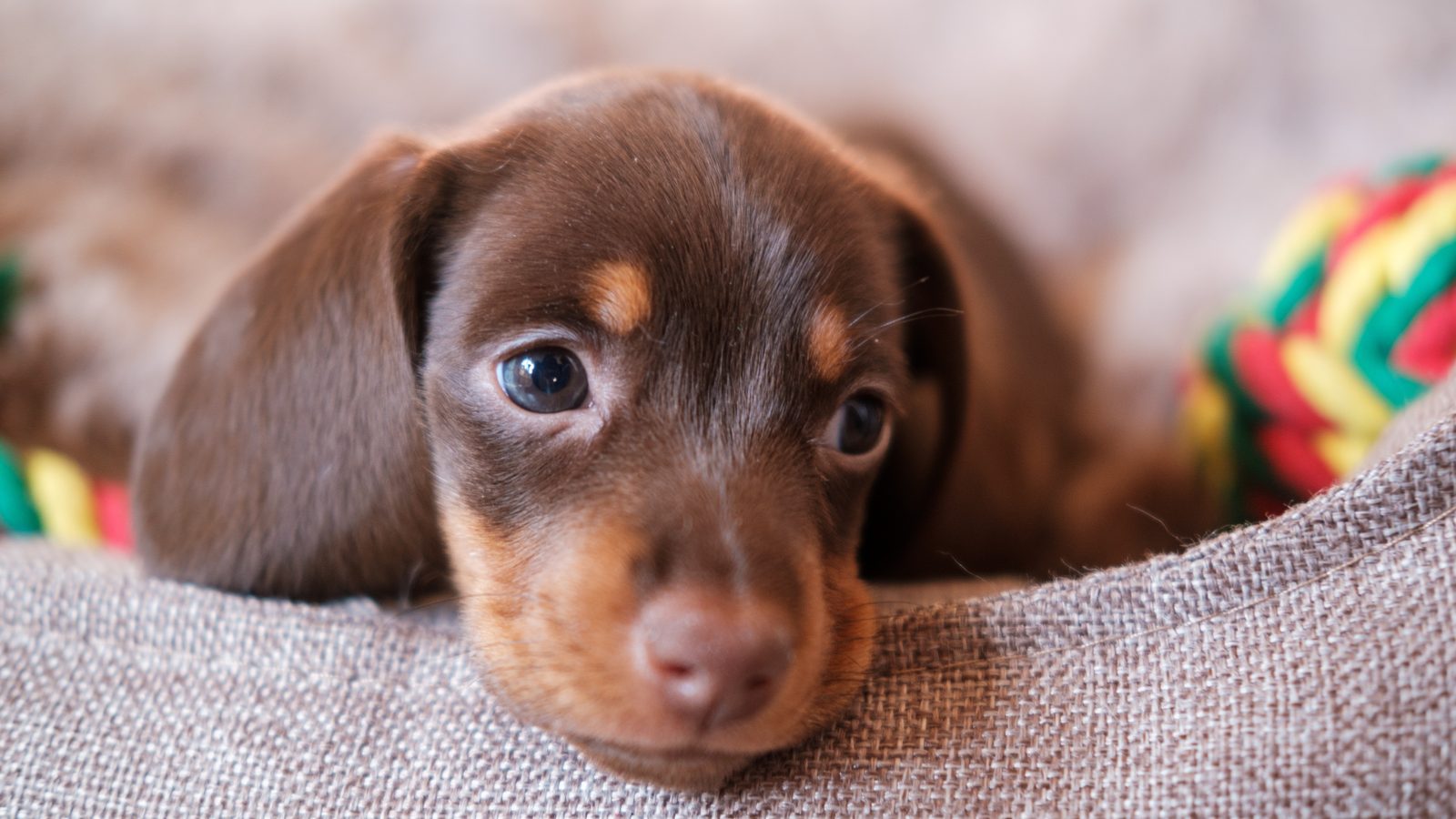 Miniature dachshund resting calmly on a sofa in a small apartment, looking up at its owner