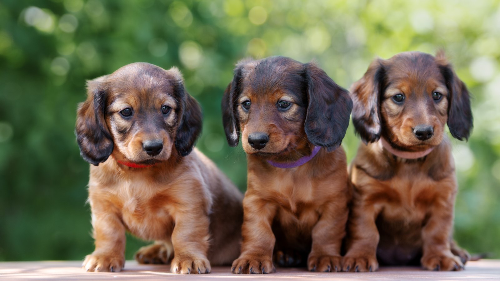Three miniature dachshund puppies sitting together outdoors