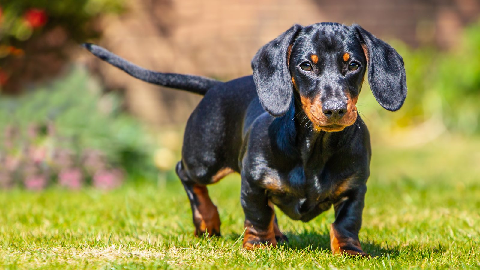 Black and tan miniature dachshund walking purposefully across a garden