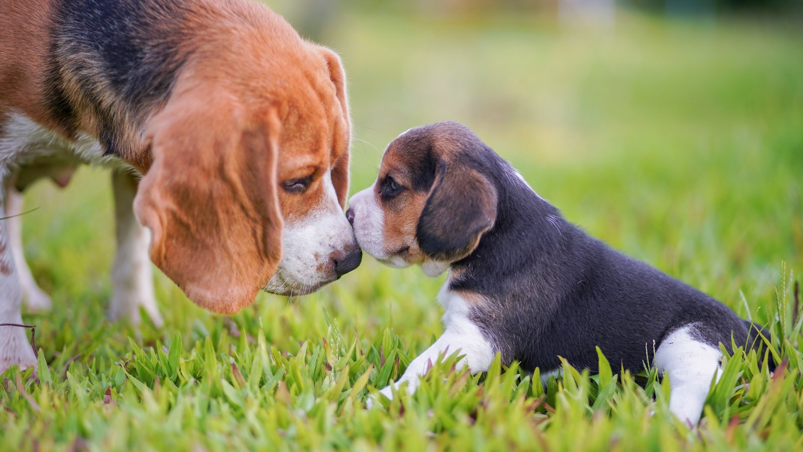 An adult Beagle touching noses with a puppy