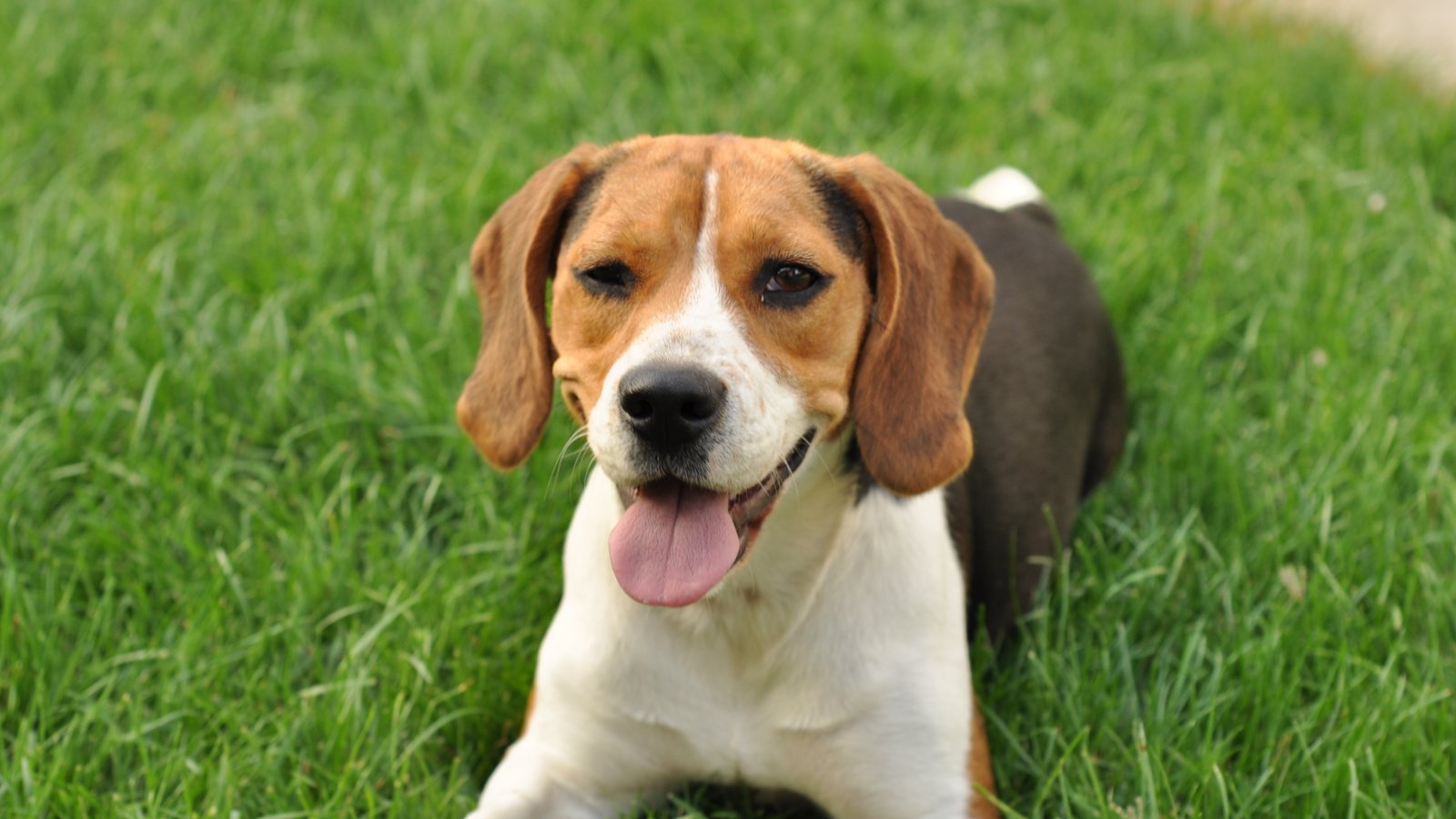 A Beagle lying on the grass
