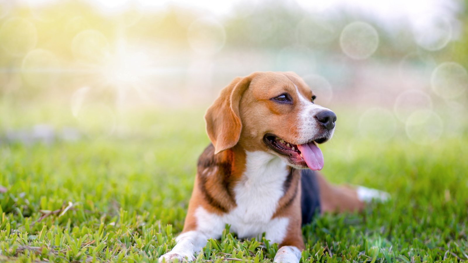 A Beagle lying in a park at sunset