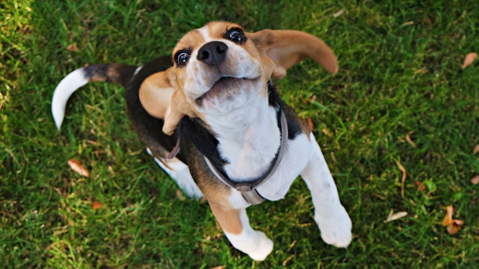 A Beagle lying on its back on the grass