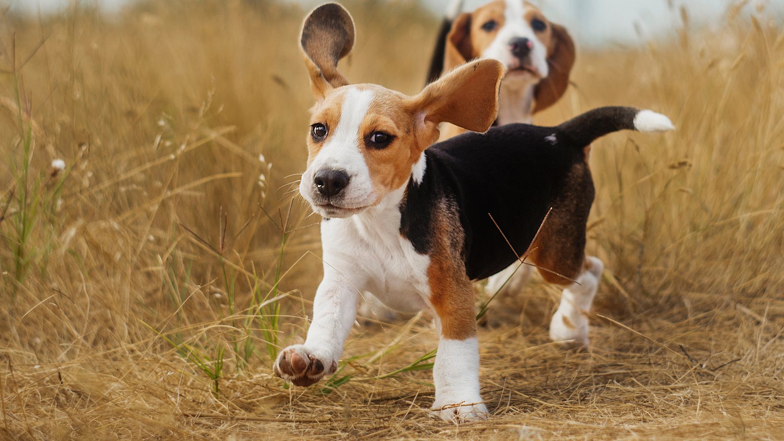 Two Beagles running with their ears flying
