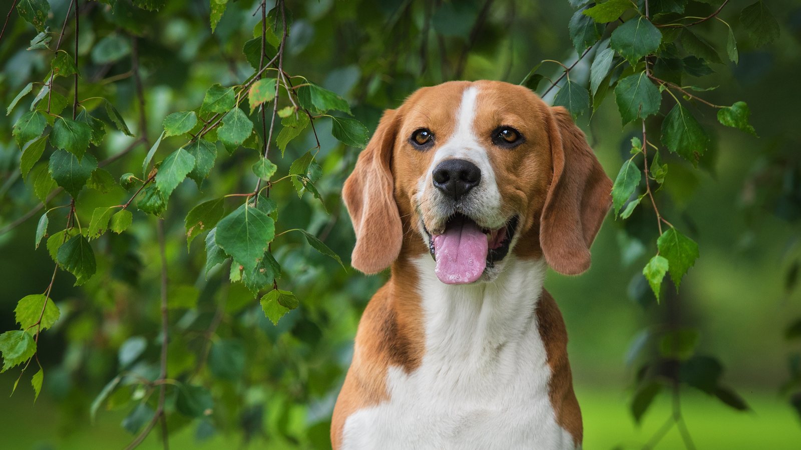 A Beagle looking out from under birch leaves