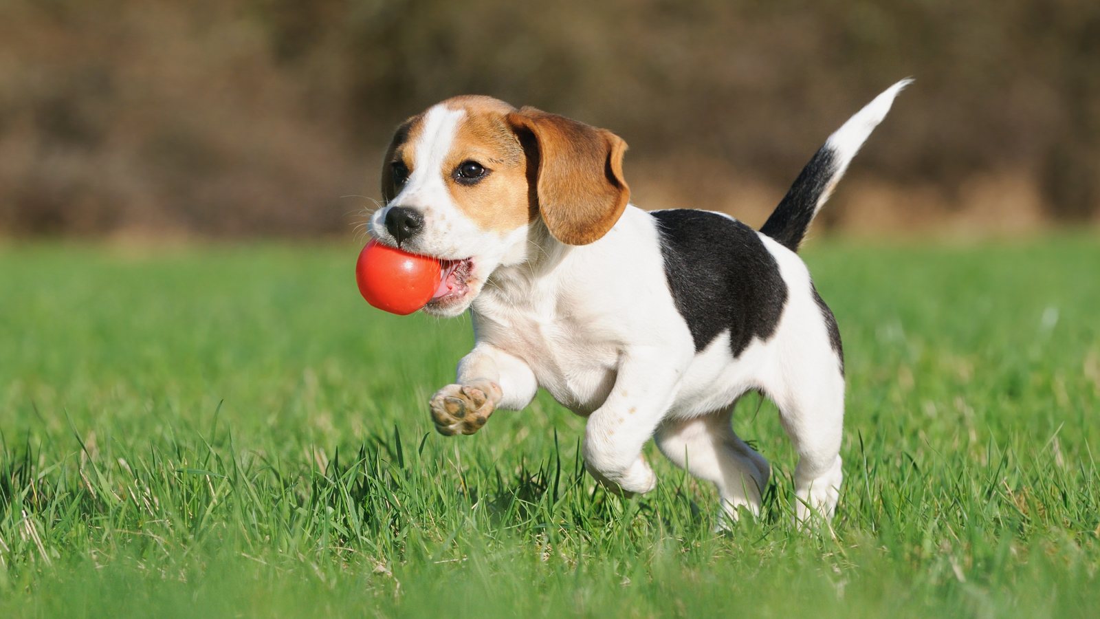A Beagle puppy running with a red ball