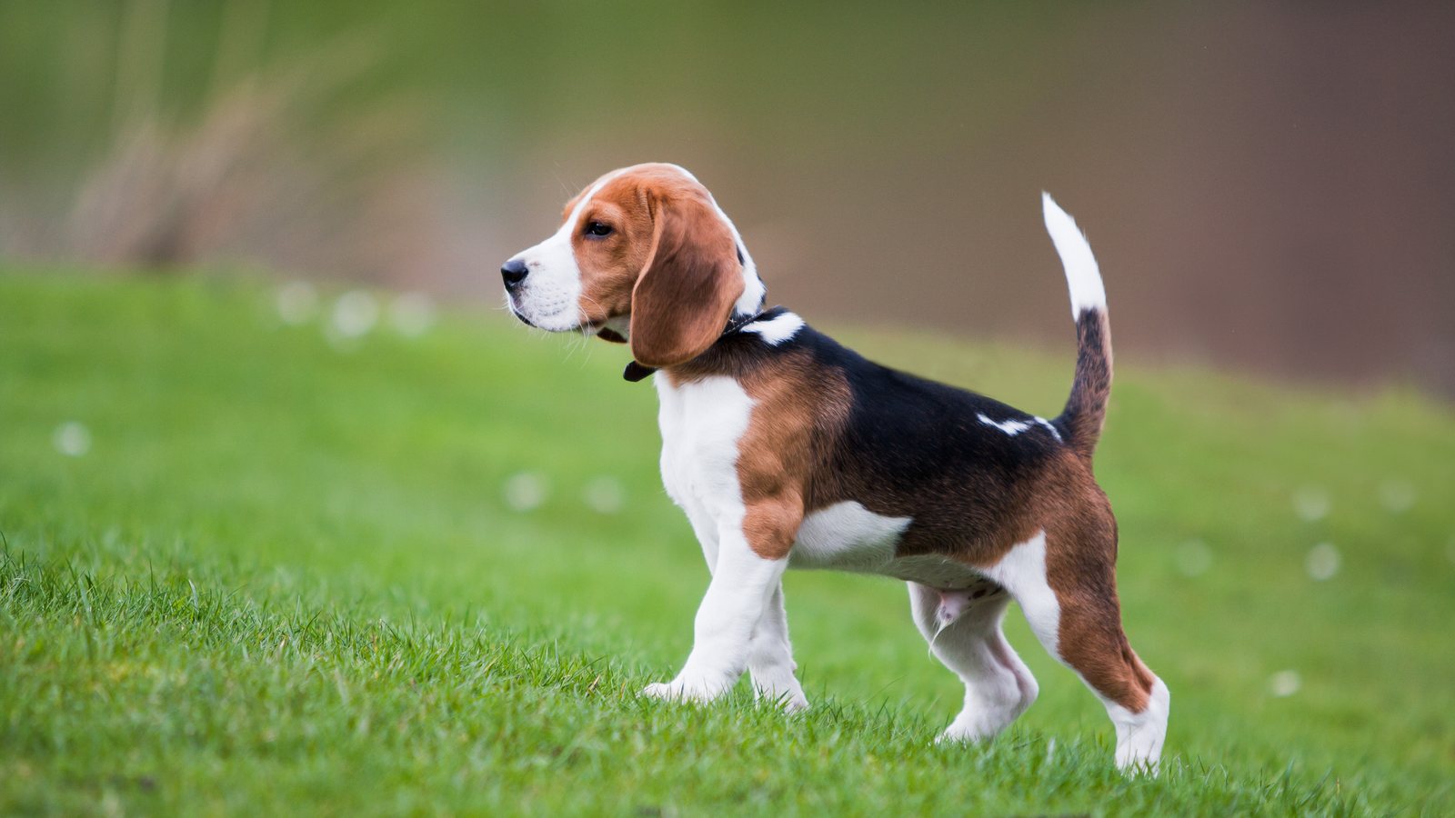 A young Beagle standing alert on the grass