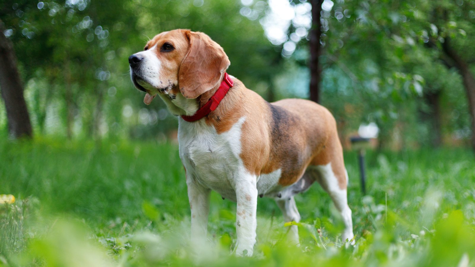 A Beagle standing in a garden