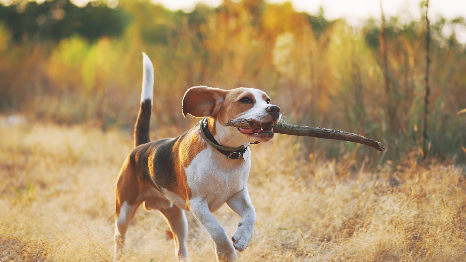 A Beagle running through a field carrying a stick