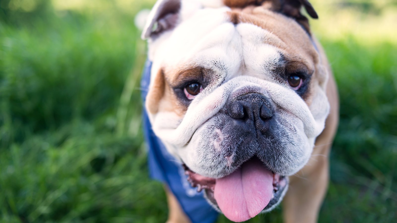 An English Bulldog in a blue bandana