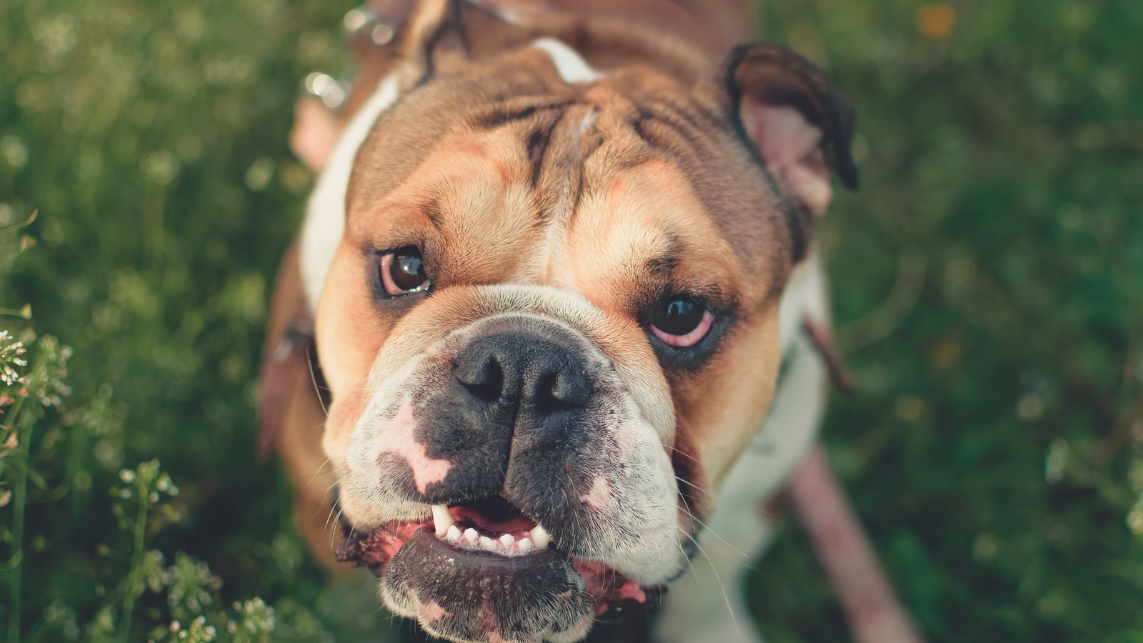 An English Bulldog looking up at the camera