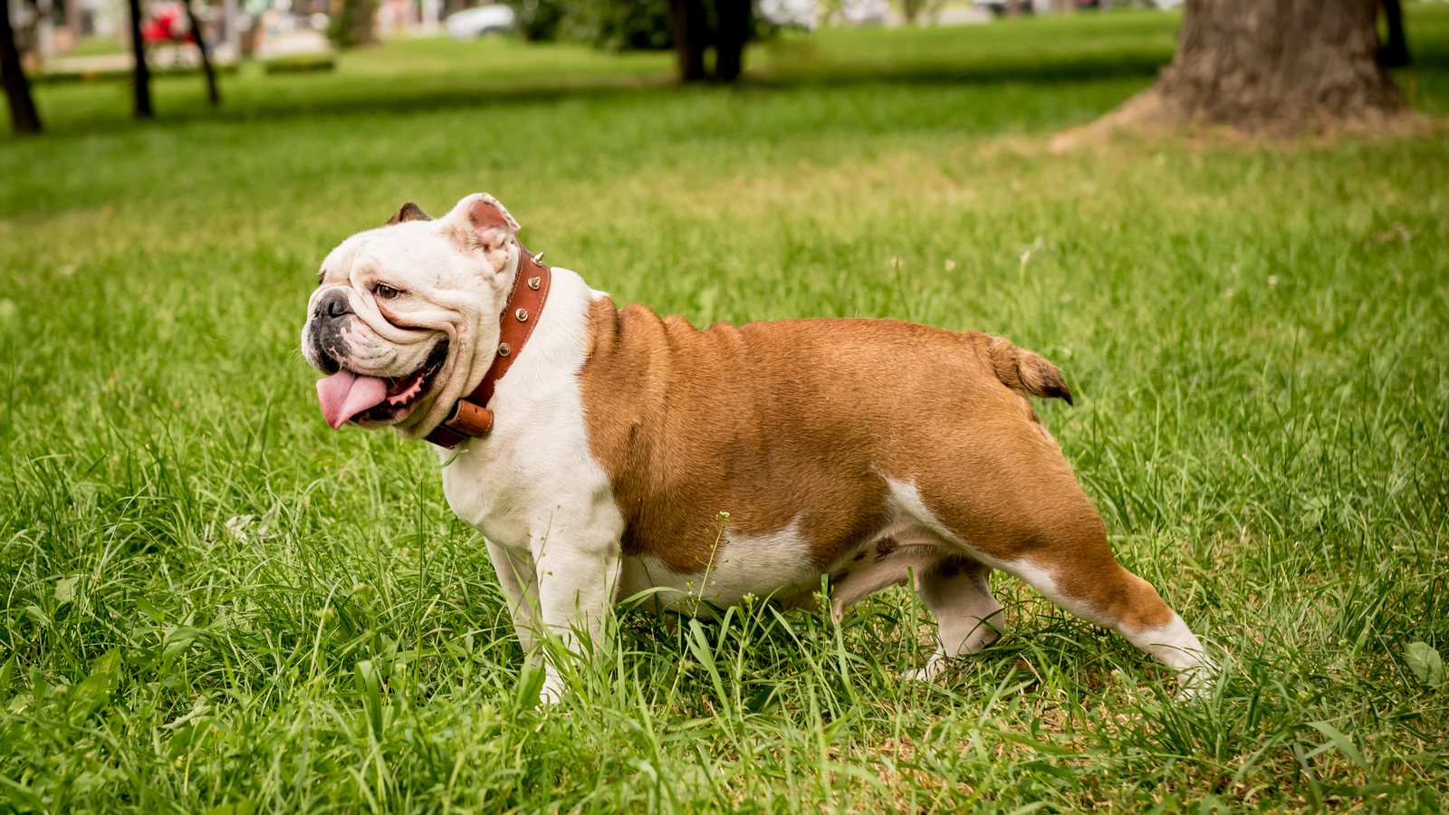 An English Bulldog walking through a park