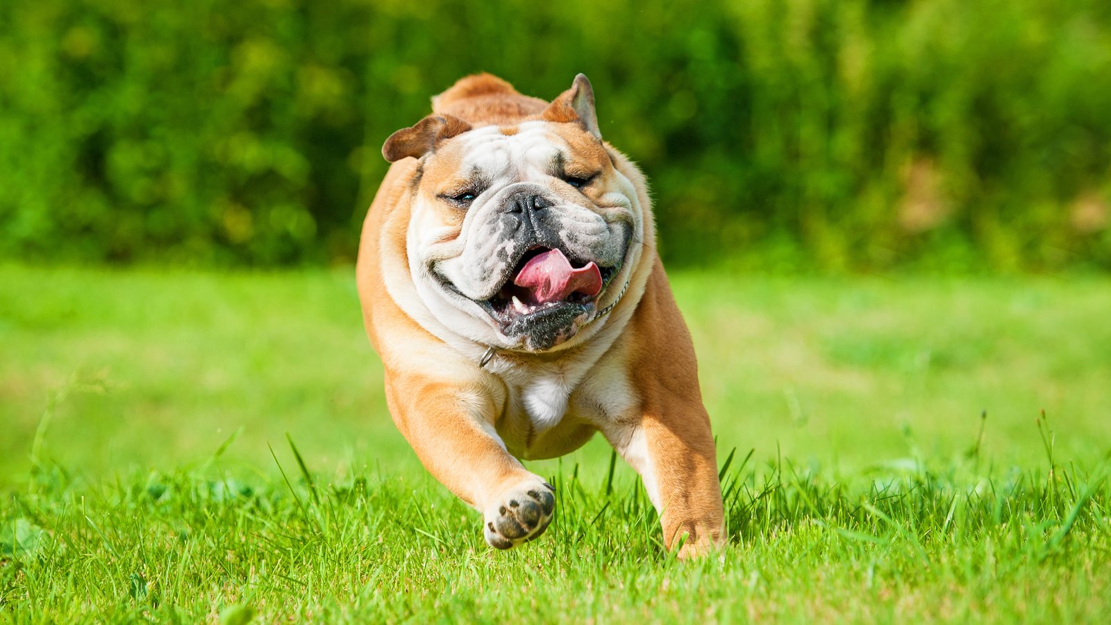 An English Bulldog running across the grass