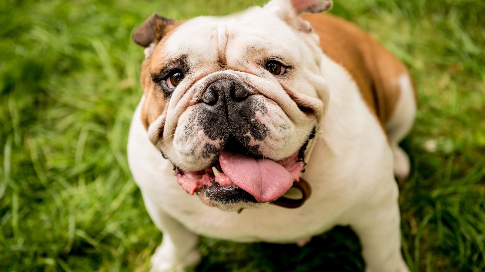 An English Bulldog looking up with a smile on the grass