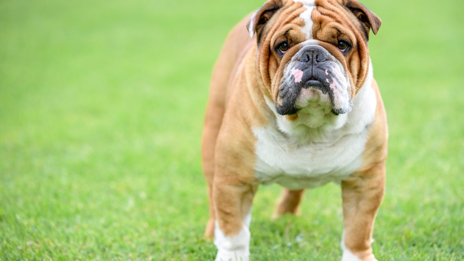 An English Bulldog standing on a lawn