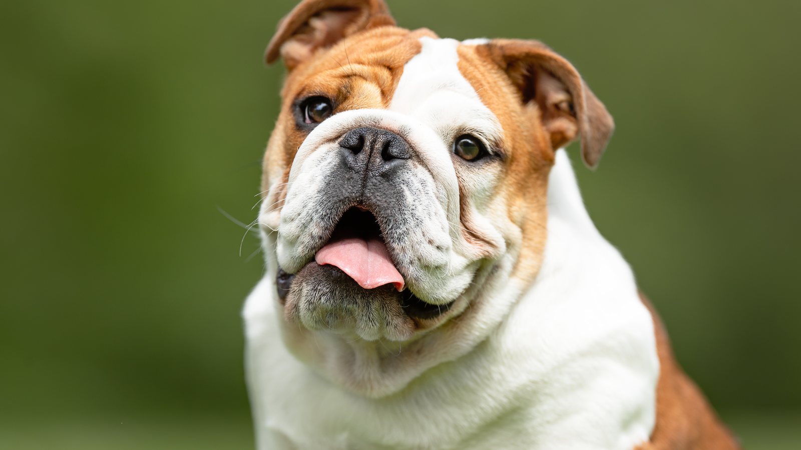 A close-up of an English Bulldog panting with its tongue out