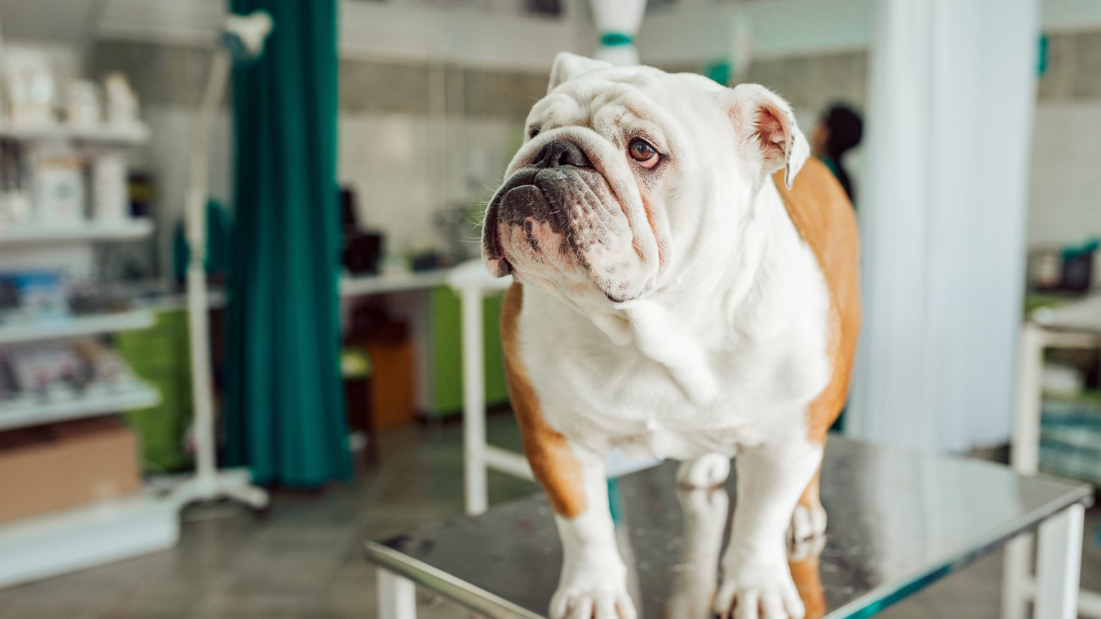 An English Bulldog standing on an examination table at the vet