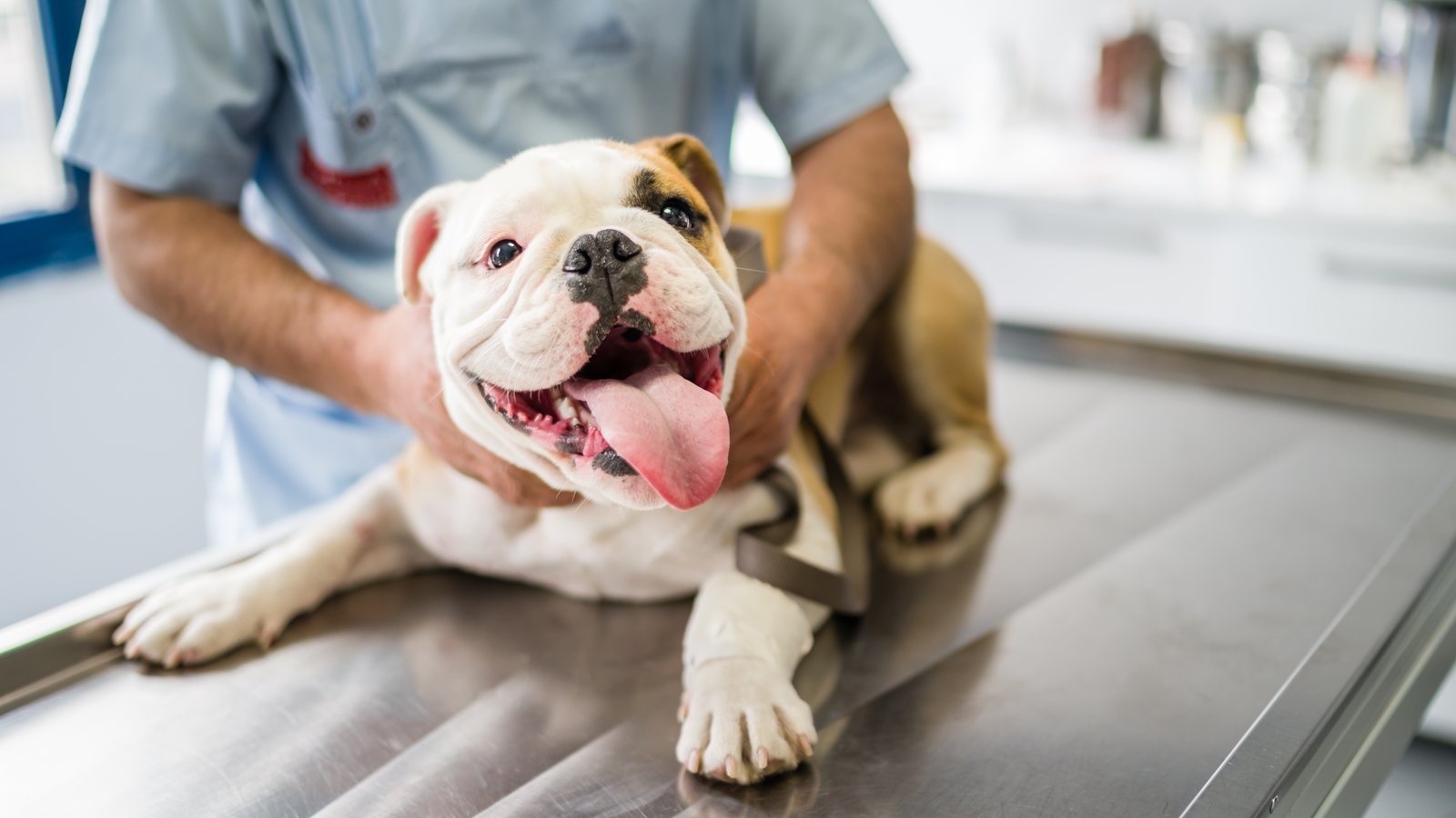 An English Bulldog being examined by a vet