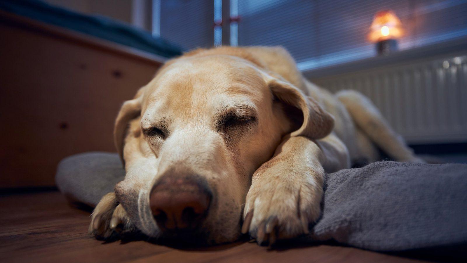 Dog sleeping peacefully on a soft bed in a cozy, lamp-lit room
