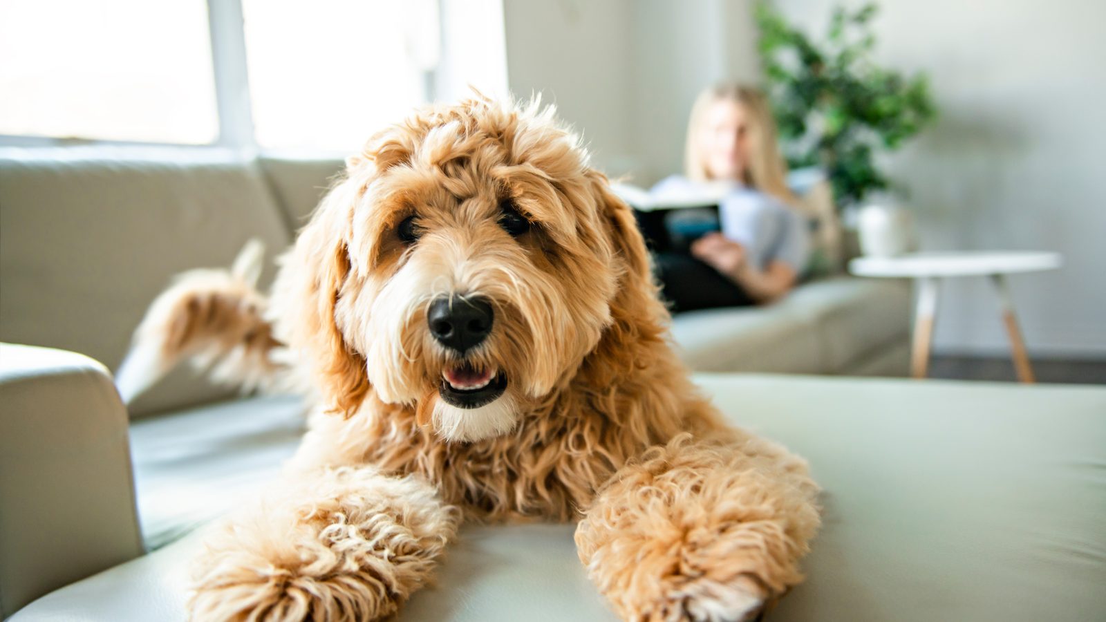 Relaxed goldendoodle settled comfortably on a couch at home