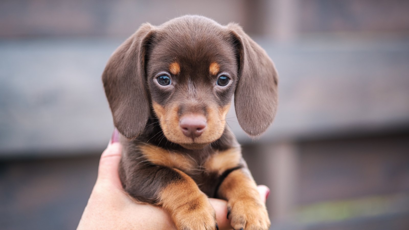 A chocolate dachshund puppy cradled gently in a person's hands