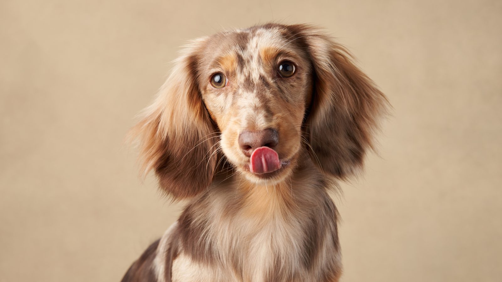 Expressive long-haired dapple dachshund licking its nose