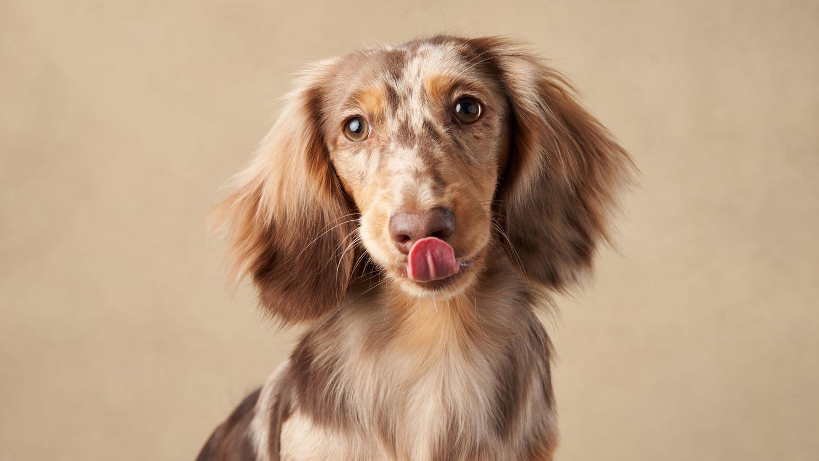 A dapple long-haired dachshund looking at the camera against a soft beige background