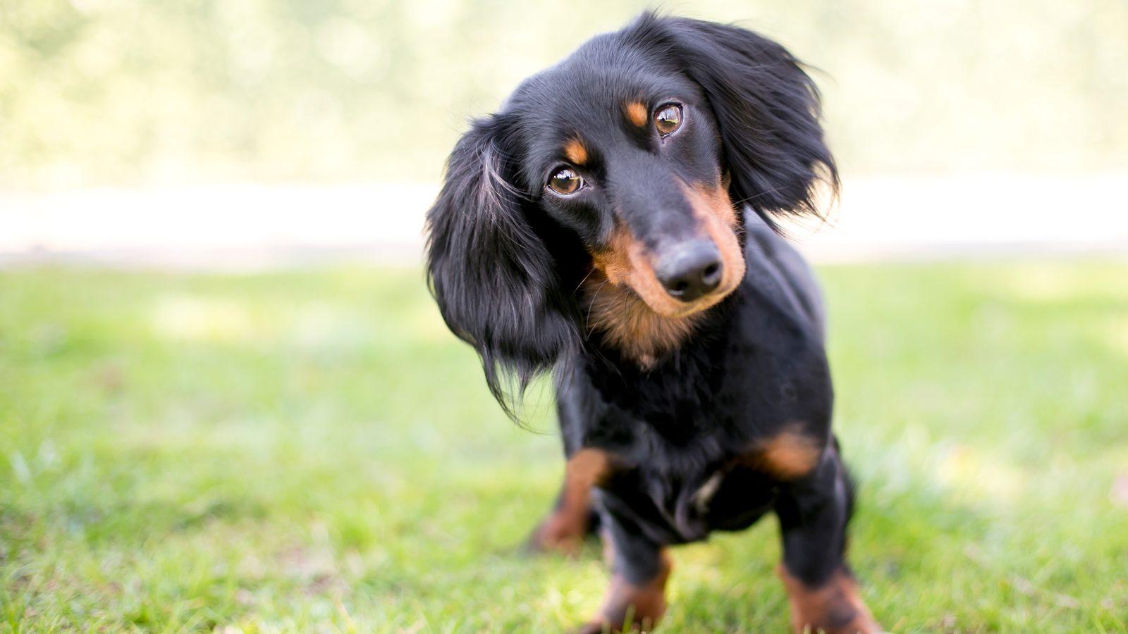 A long-haired black and tan dachshund puppy trotting across the grass