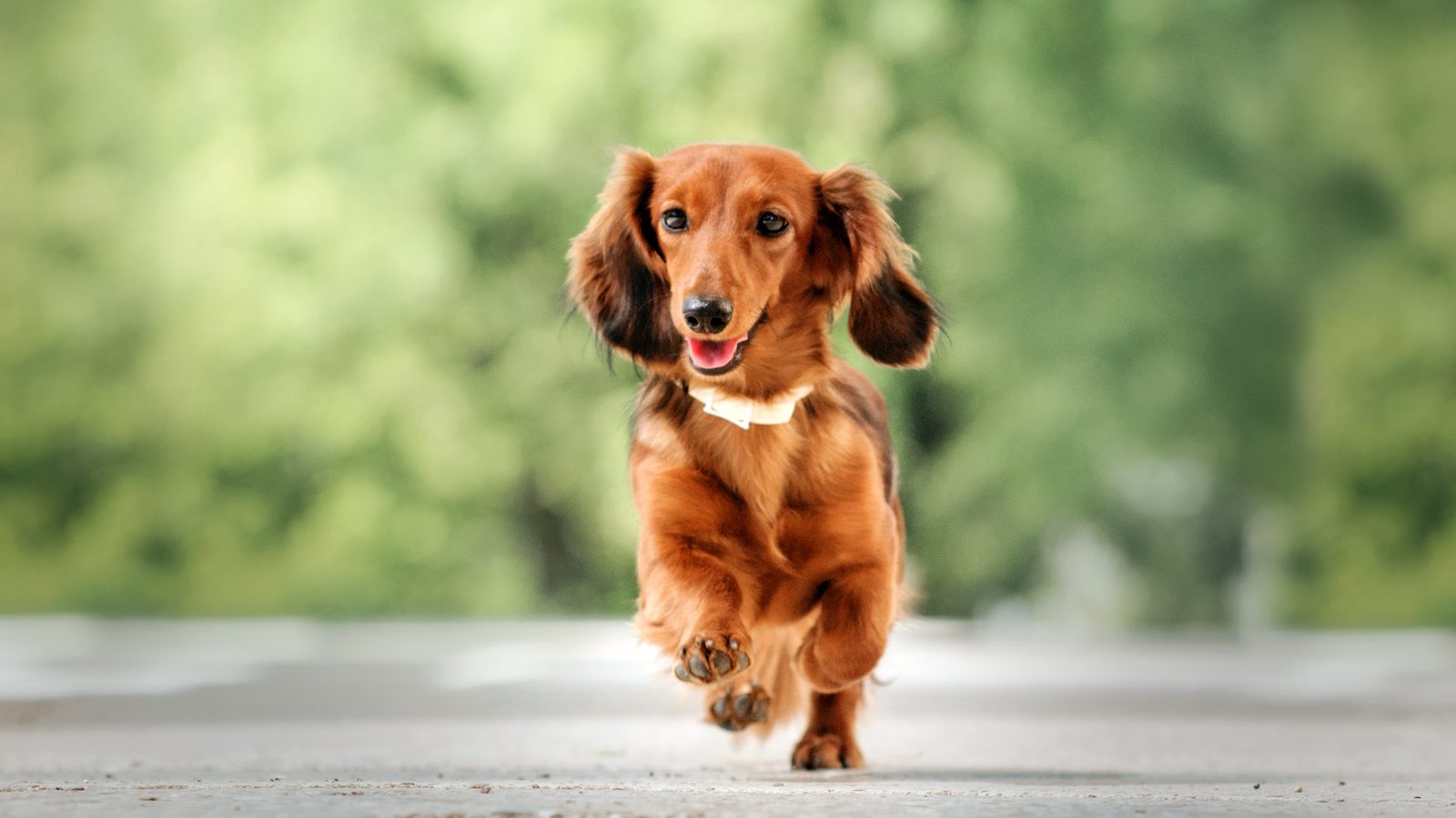 Long-haired red miniature dachshund running happily toward the camera