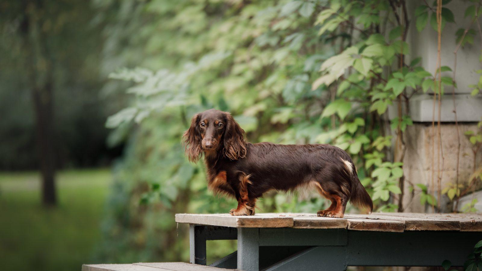 A wire-haired dachshund standing on a wooden bench in a garden