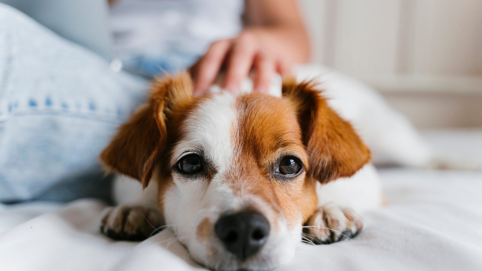 Calm Jack Russell terrier resting on a bed while being gently petted