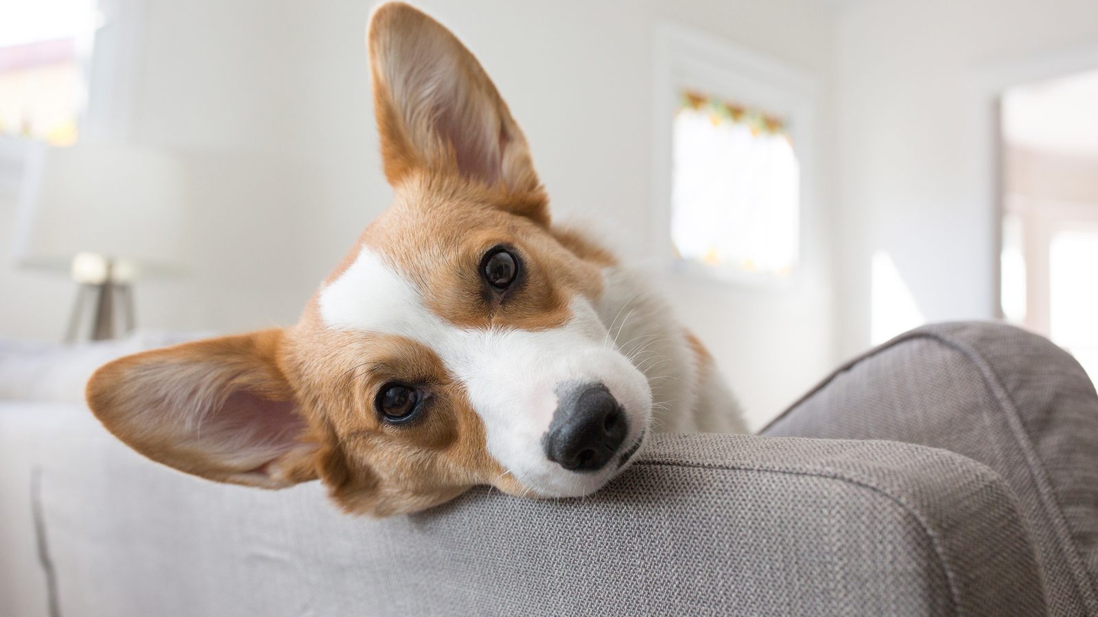 A corgi resting its chin on a sofa arm, its large ears standing tall and alert