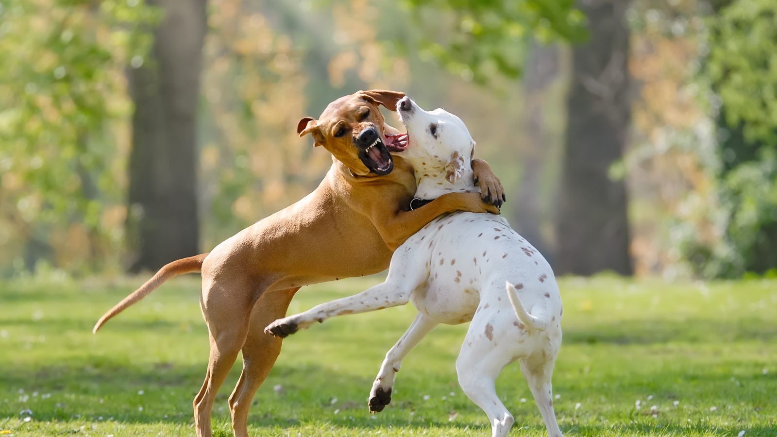 Two dogs play-wrestling with open mouths and loose, bouncy bodies on grass