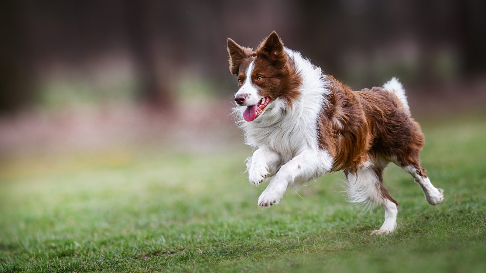 Brown and white dog running across grass with its tail held high