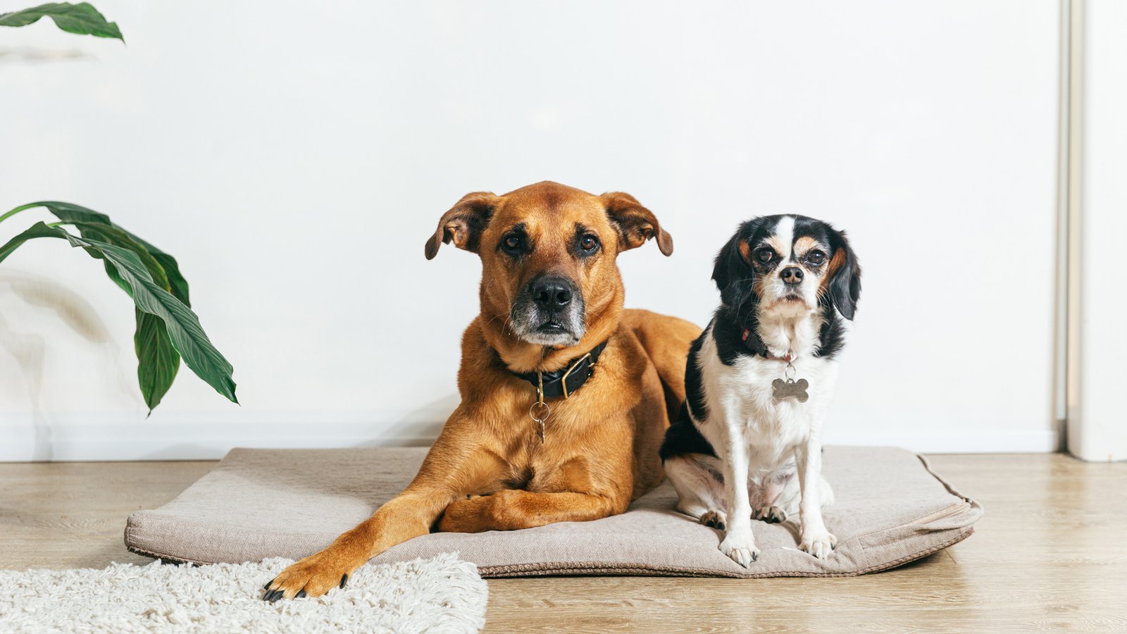 Two dogs resting calmly together on a bed