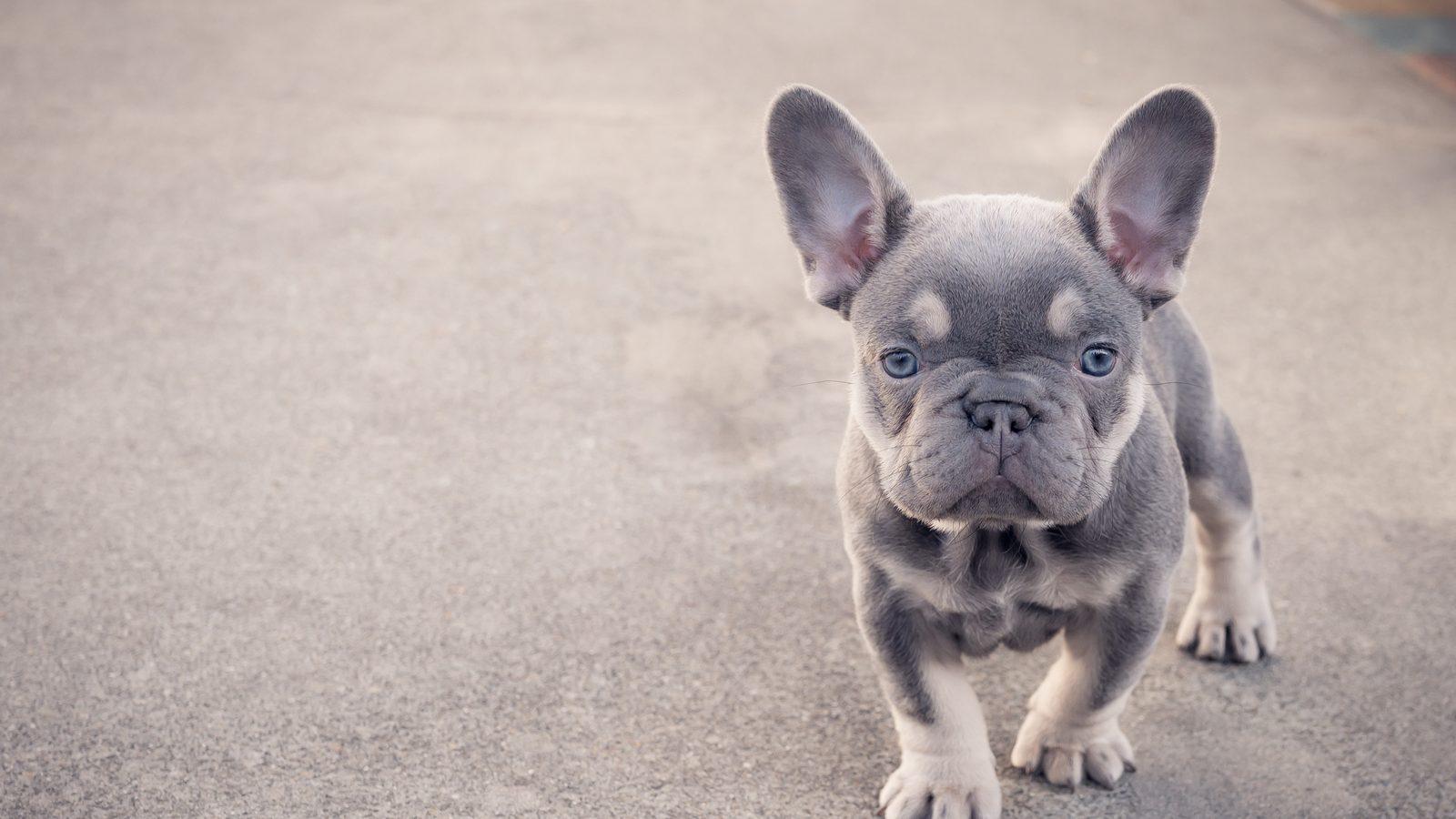 A blue French Bulldog puppy walking towards the camera on a pavement