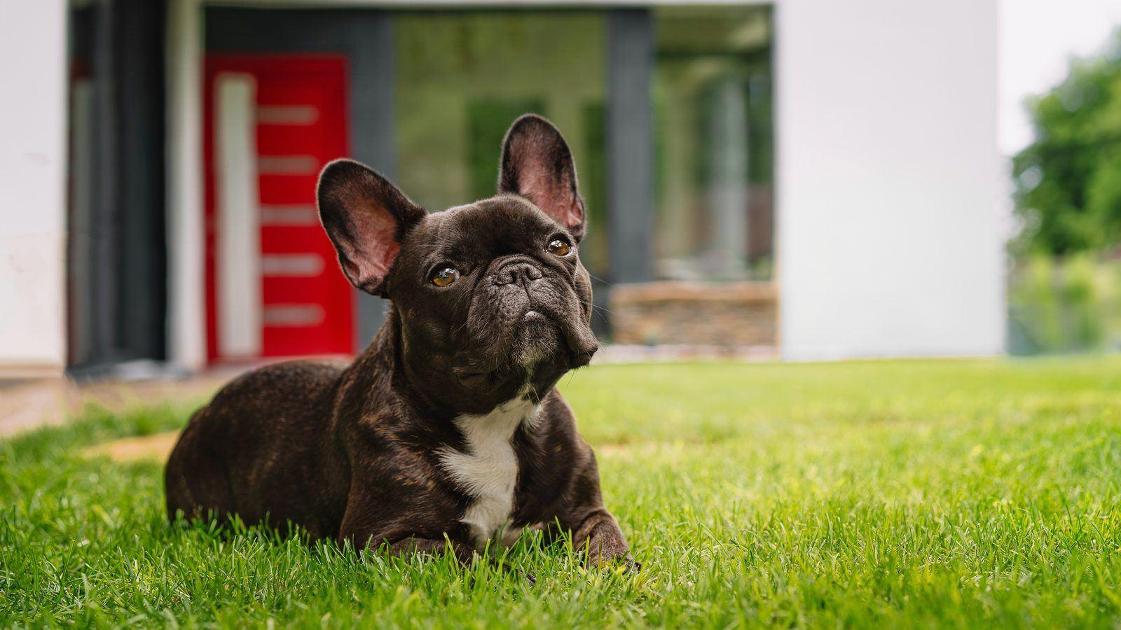 A chocolate French Bulldog lying on the grass in a garden