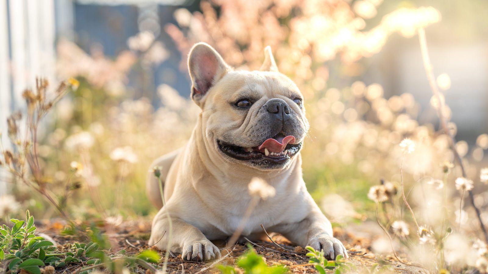 A cream French Bulldog sitting among wildflowers