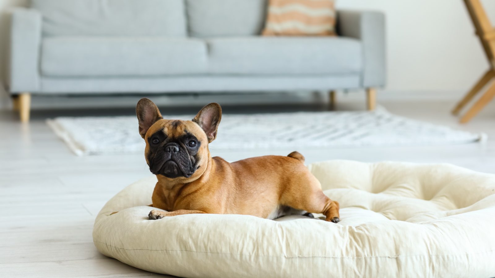 A fawn French Bulldog lying on a cream dog bed in a living room