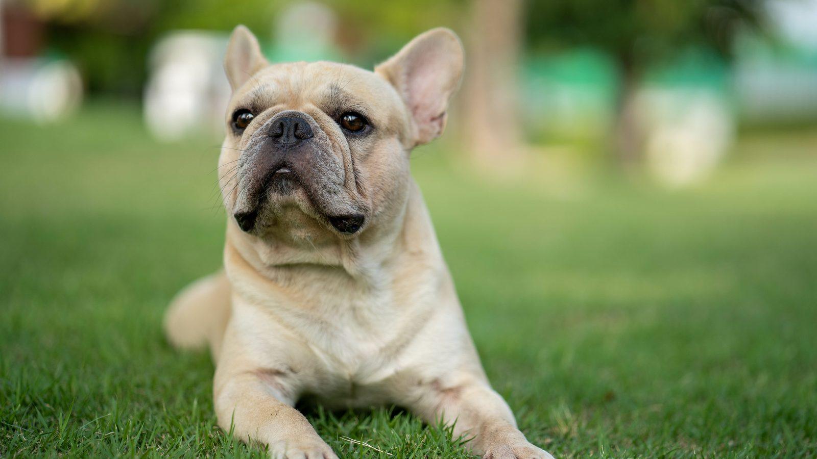 A fawn French Bulldog lying on the grass looking at the camera