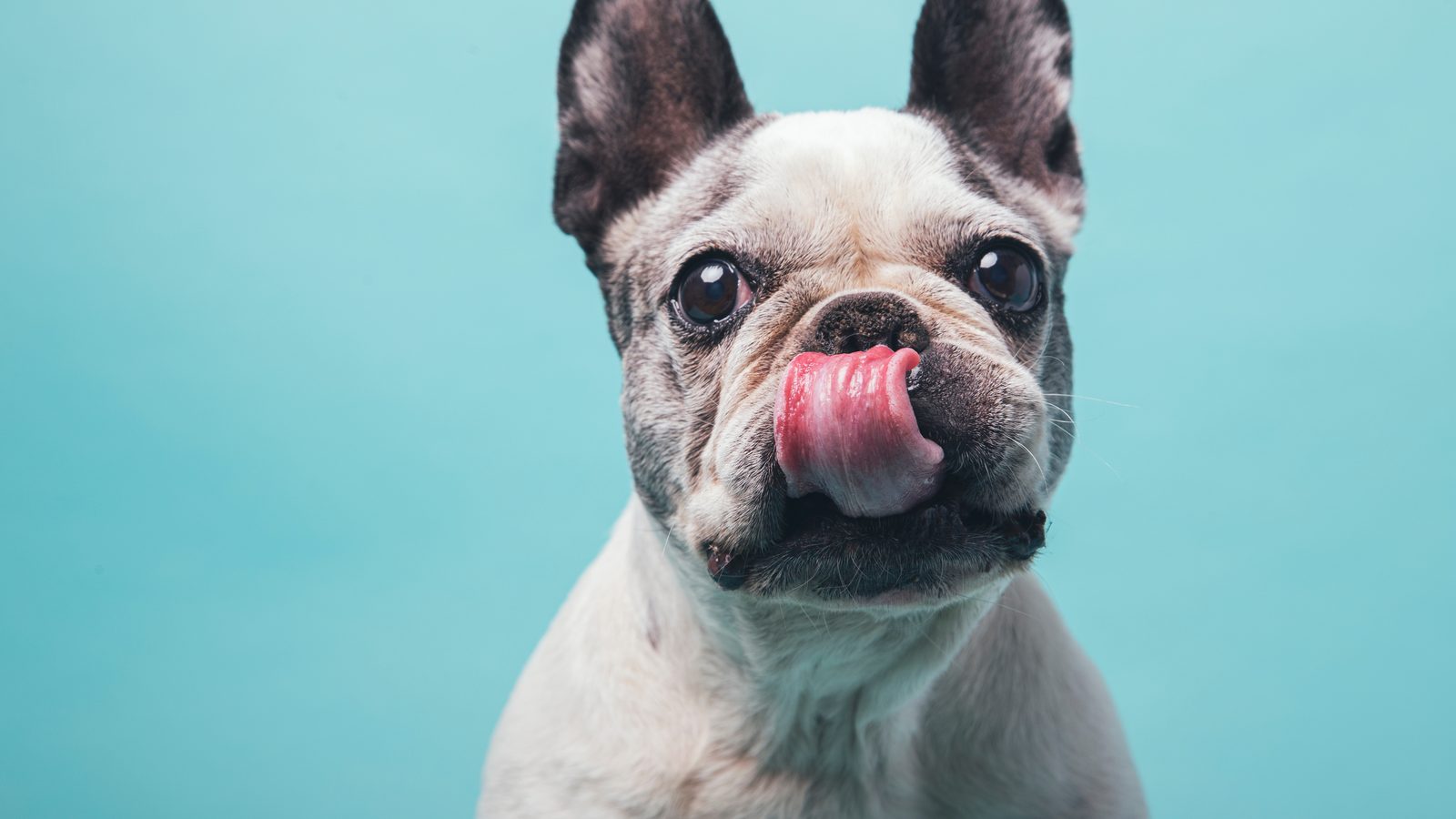 A pied French Bulldog with its tongue out against a teal background