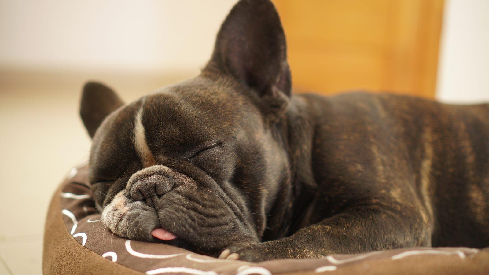 A brindle French Bulldog asleep on a cushion