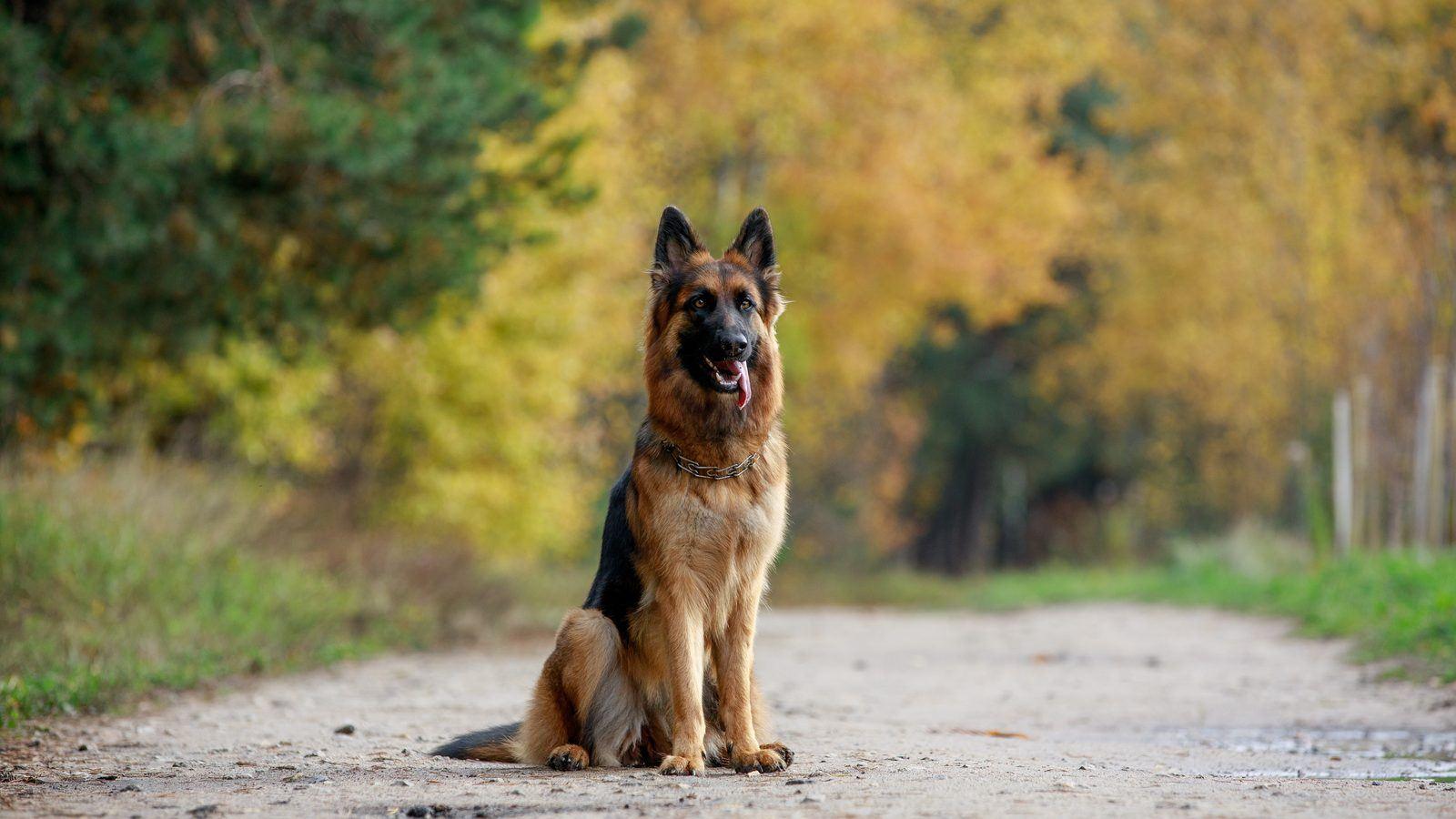 A German Shepherd sitting on a path through an autumn wood