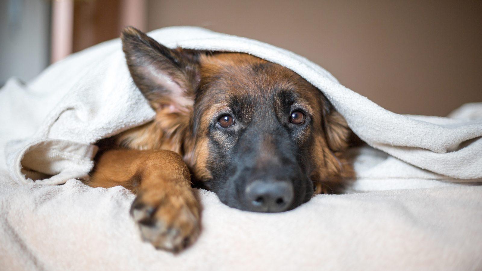 A German Shepherd lying on a bed under a blanket