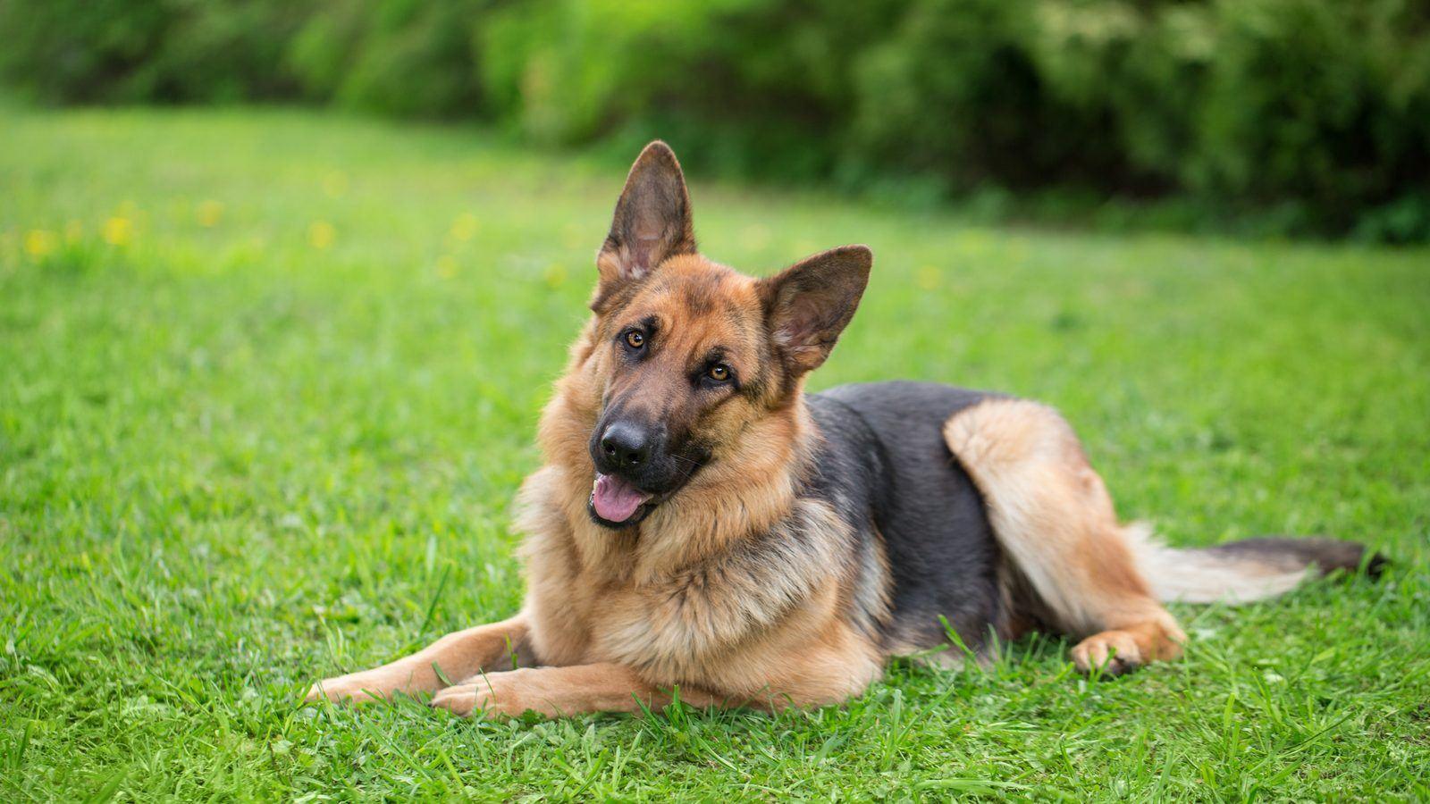 A German Shepherd lying on a lawn in the sun