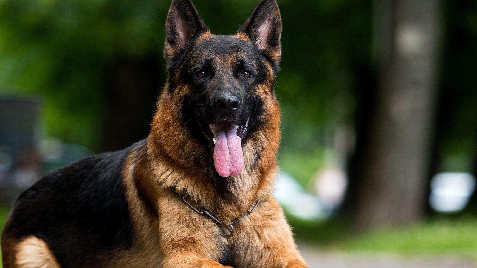 A German Shepherd lying on the grass in a park, looking at the camera