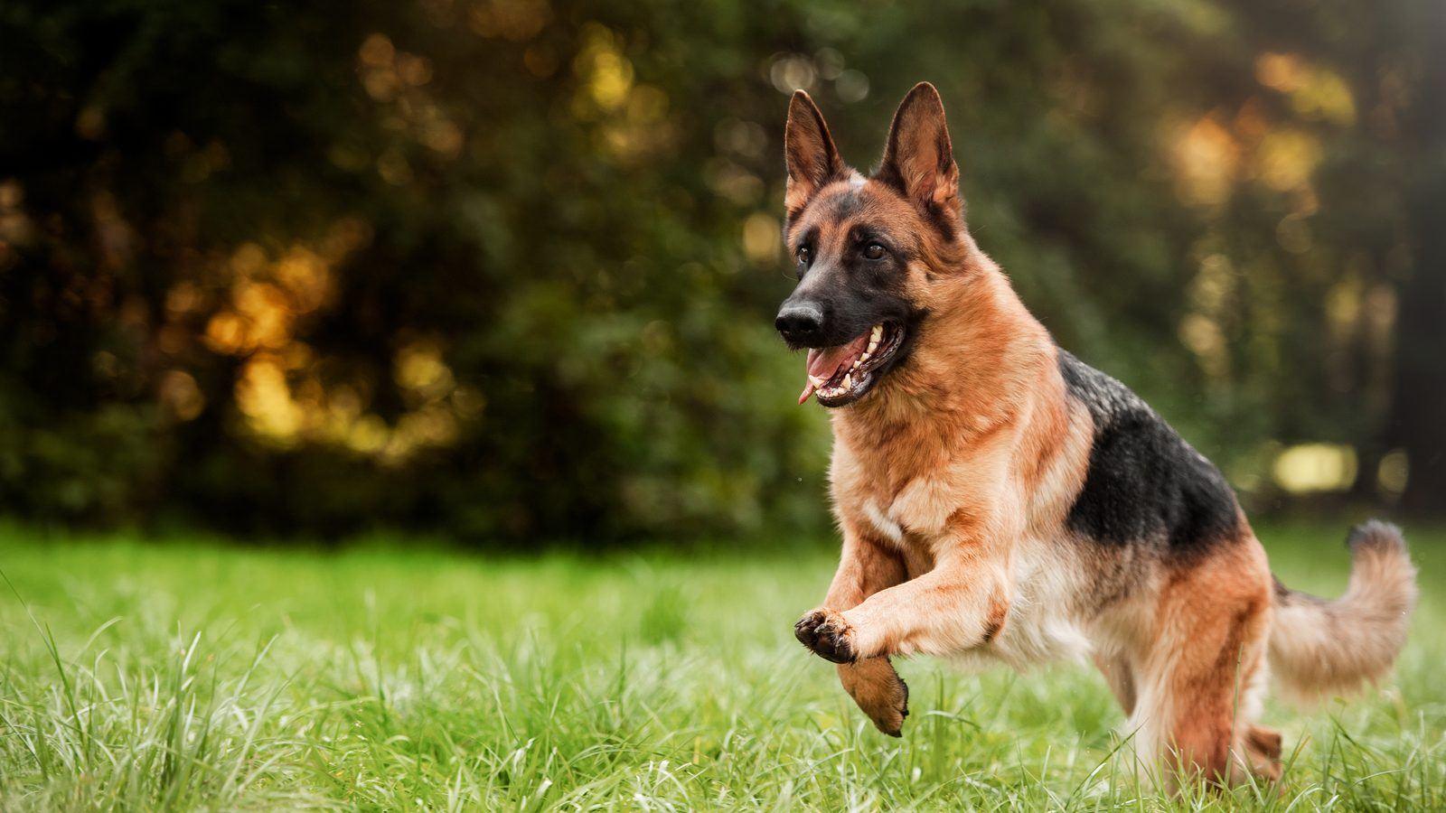A German Shepherd running across a field in evening light