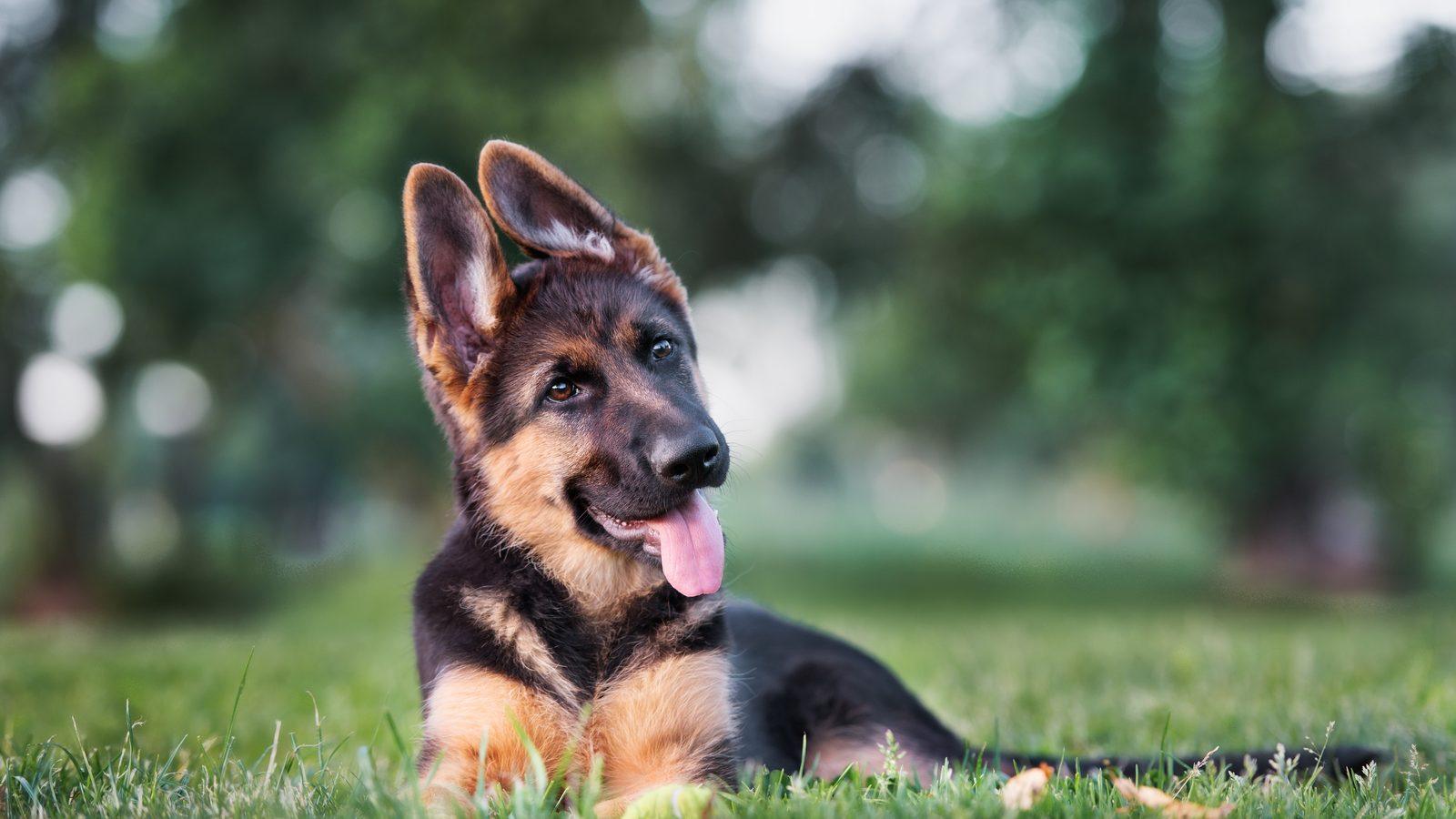 A young German Shepherd lying on the grass with its tongue out