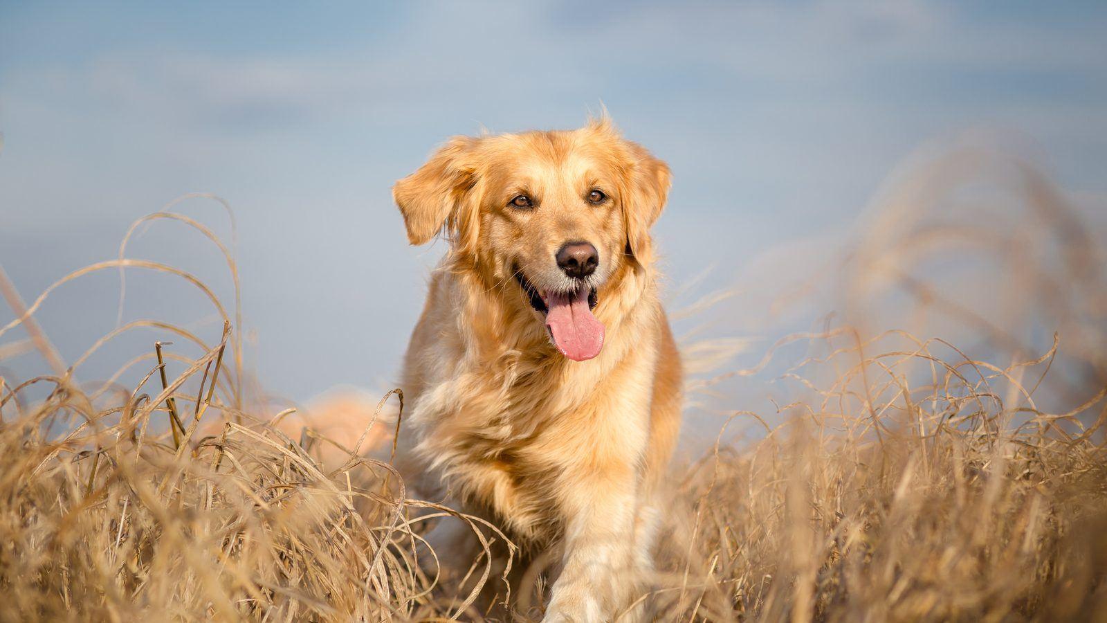 A Golden Retriever standing in a golden field of long grass