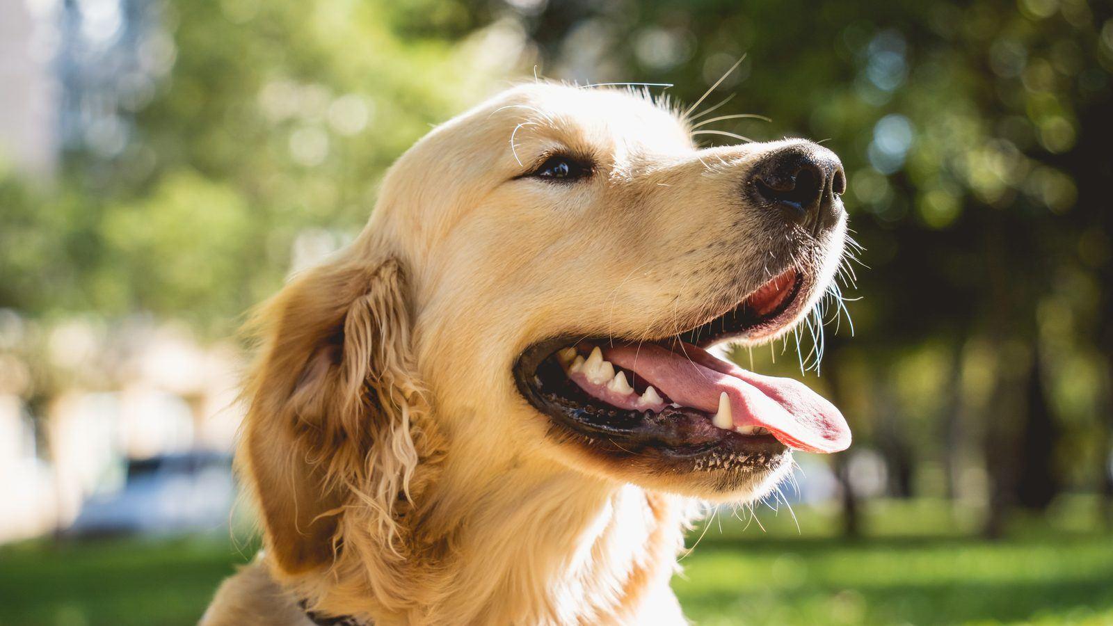 A Golden Retriever smiling in a park in dappled sunlight